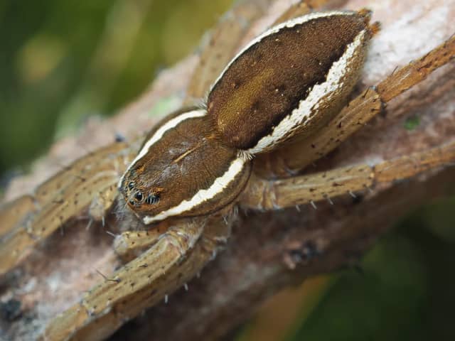 Fen raft spider.