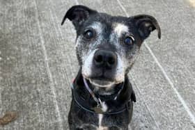 Staffordshire Bull Terrier crossbreed, Missy, is 13 years old and  is a sweet, affectionate old lady who is on the lookout for her retirement home. Despite being 13 years old Missy is still full of life and loves nothing more than going for walks down the lane. 