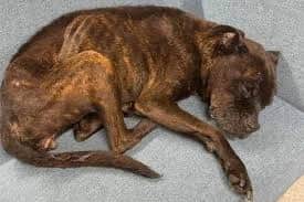 Mollly was in a very sad state when she was found