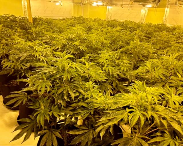A cannabis farm with an estimated street value of around £2.7million was discovered on Friday 8 November in Telford.