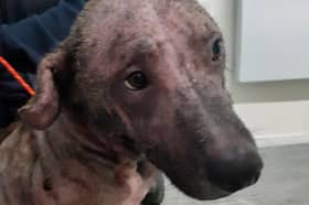 The male Staffordshire bull terrier cross, believed to be originally from Fleetwood and aged about four, was found by a member of the public wandering around a cycle path near Aldi, in Adcliffe Road.