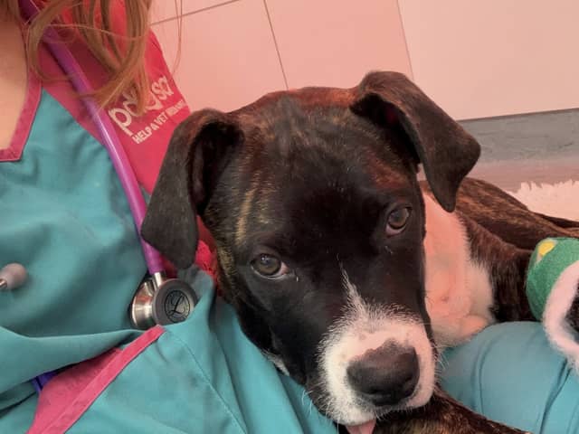 Bruno the dog recovering after the surgery at Manchester PDSA Pet Hospital