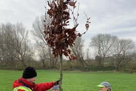 People in Wyre have a chance to get a free tree