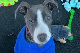 Could you offer Lurcher puppy and clever girl Elsa a forever home? 