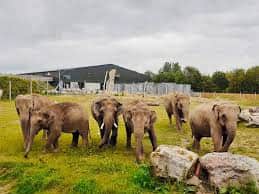Two elephants at Blackpool Zoo have lost their babies, the zoo has confirmed