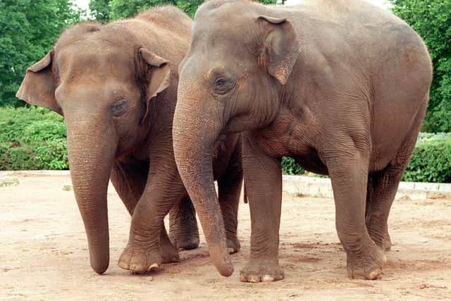Blackpool Zoo says the whole elephant herd will mourn the loss of the baby they tried to protect