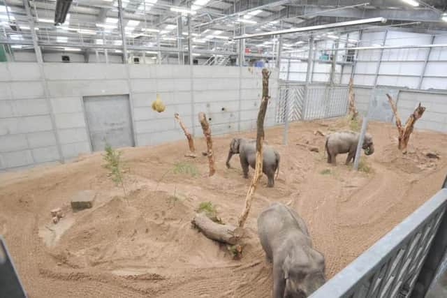 Dedicated staff at Blackpool Zoo have been devastated by the loss of the two elephant babies