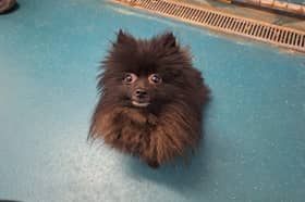 Poor Nero who was rescued by the RSPCA had never been groomed or worn a collar. 