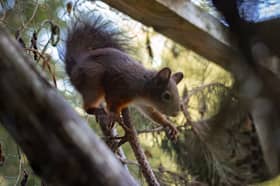 Red squirrel
