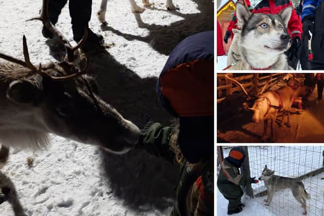 We loved meeting the huskies and reindeer on our trip to Lapland