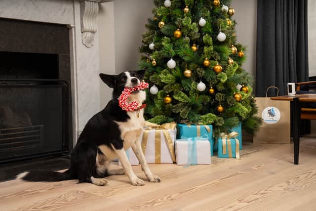 Rescue dogs at Dogs Trust kennels enjoy free Christmas dinners in Ring campaign for animal foster carers