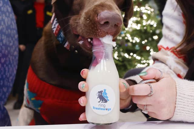 Rescue dogs at Dogs Trust kennels enjoy free Christmas dinners in Ring campaign for animal foster carers