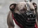 Of the 300 dogs seized by Lancashire Police in the past 12 months, 113 were XL Bullies and another was an XL Bully and Shar Pei mix. In addition, there were a further 9 ‘suspected XL Bullies’ seized, whose exact breeds were not confirmed.