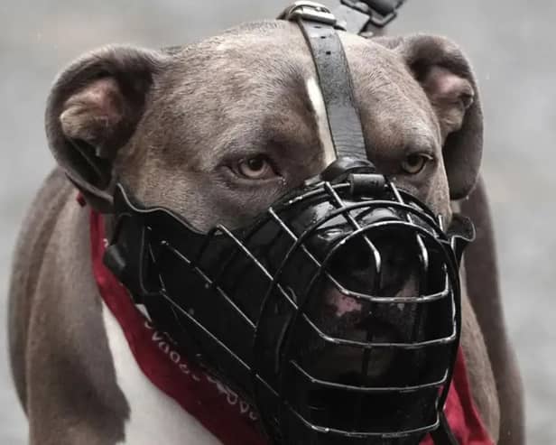 Of the 300 dogs seized by Lancashire Police in the past 12 months, 113 were XL Bullies and another was an XL Bully and Shar Pei mix. In addition, there were a further 9 ‘suspected XL Bullies’ seized, whose exact breeds were not confirmed.