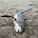 The thresher shark washed up on Par beach, Cornwall.
