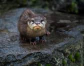Meet Blackpool's latest cute otter addition.