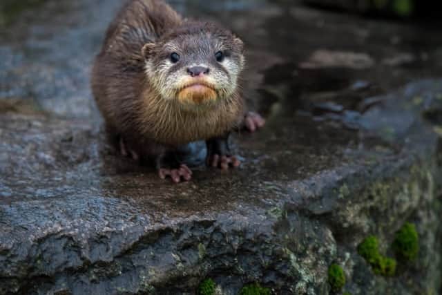 Meet Blackpool's latest cute otter addition.