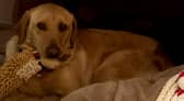 Lissy the Labrador had been showing signs of avoidance at work, so police bosses made the decision to allow her to retire to a life of comfort.