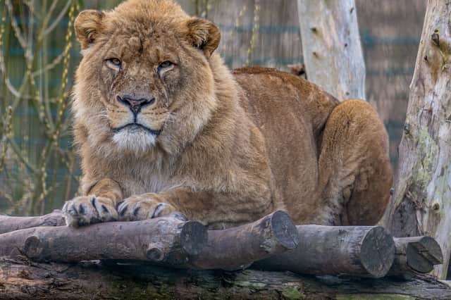 Blackpool Zoo closed on Friday for the day due to Storm Éowyn.