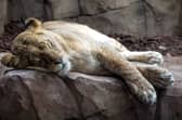 Blackpool Zoo has announced it will be closing most of Saturday due to a private event.