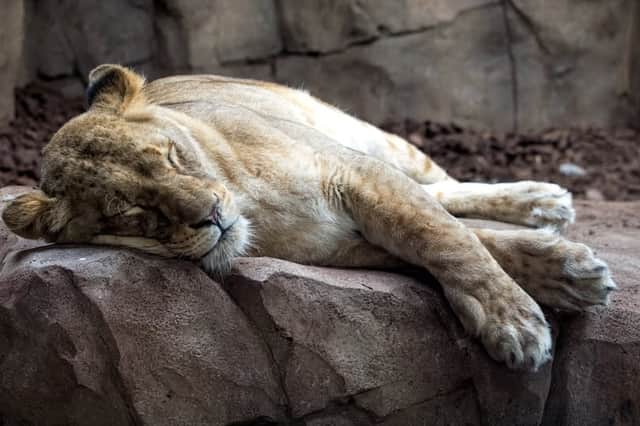 Zoo members are welcome to visit from 2pm onwards.