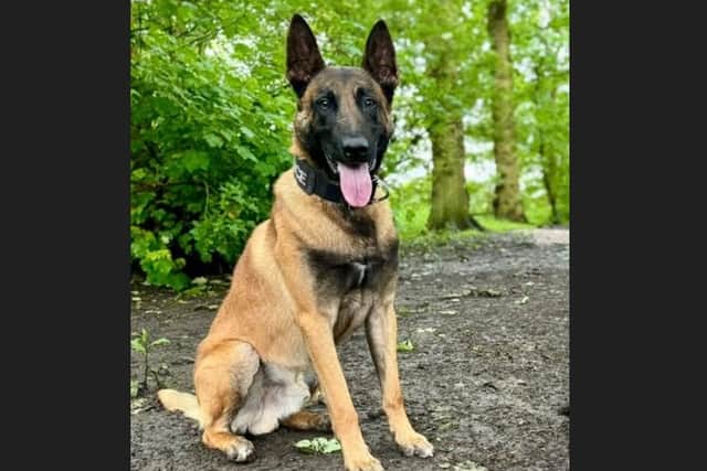 Bozzie the police dog was called into action