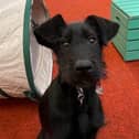 Adorable black and white Lurcher puppy Patsy is on the lookout for a forever family. 