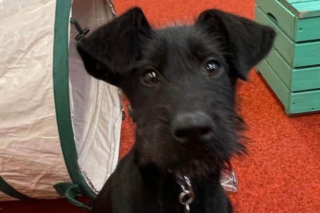 Adorable black and white Lurcher puppy Patsy.