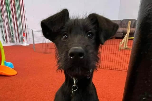 She is described as a typical Lurcher who likes to play and loves zoomies.