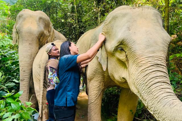 Asian elephants are classified as endangered (IUCN, 2020) with fewer than 40,000 individuals believed to be remaining in the wild.