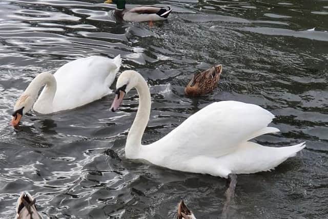 A number of swans have died in Blackpool's Stanley Park this week