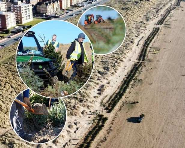 Volunteers plant Christmas trees in the sand dunes