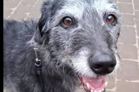 Shady is described as a ‘sweet girl who is looking for a sofa to share’