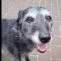 Shady is described as a ‘sweet girl who is looking for a sofa to share’