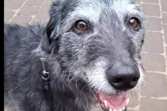 She is described as a ‘sweet girl who is looking for a sofa to share’