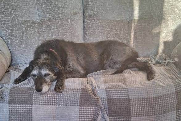Could you over Shady a loving home?