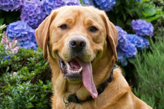 Ian was a working guide dog when he was diagnosed in early January with an inoperable sarcoma in his chest and lymphoma in his lymph nodes.