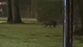 Video grab from footage showing the bizarre moment a dad and daughter spotted what they believed to be a 'kangaroo'- in southeast London. 