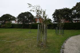 Trees which have previously been planted in Revoe Park in Blackpool
