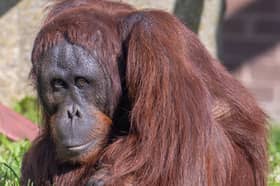 Orangutan Kawan turned 15 last week surrounded by his friends and family. 