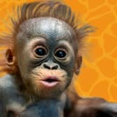 Blackpool Zoo is offering a 40 per cent off tickets deal next month if you live in these postcode areas.