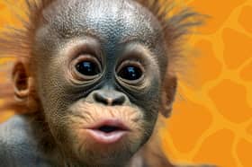 Blackpool Zoo is offering a 40 per cent off tickets deal next month if you live in these postcode areas.