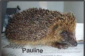 Plans have been lodged for a new hedgehog tehabilitation centre to help patients like Pauline. | Third party