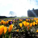The sea of crocuses glimmered in the spring sunshine