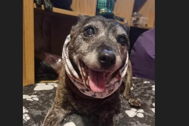 Sasha the Staffy is 22 year old - an could be Britain's oldest pooch