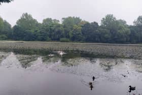 Stanley Park Lake
