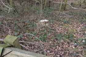 The remains of five dogs were discovered dumped along a country lane near the M55 in Lancashire