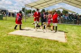 Hulcot, left, at the Peterborough Royal Foxhound Show and Festival of Hounds, 2024.
