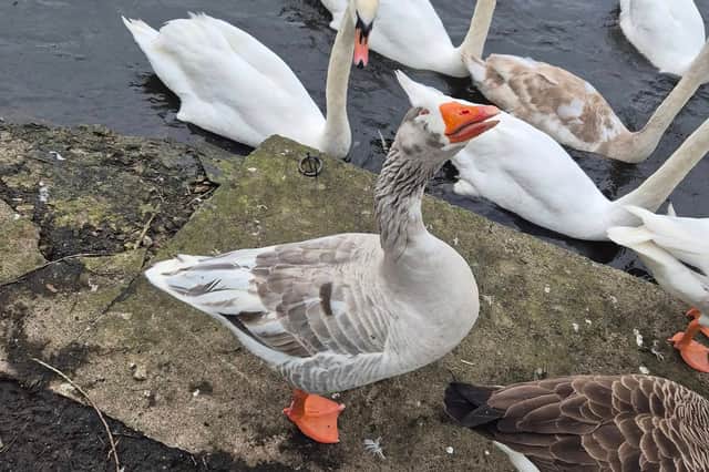 Blackpool Council reported several swan deaths to the Department for Environment, Food and Rural Affairs (Defra) as the birds showed symptoms of avian influenza