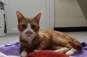 One-year-old ginger male domestic short hair cat Nacho is currently at the RSPCA Preston branch but needs his forever home. 
